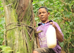 Gia Lai: Trông coi kỹ càng loài cây dại, chắt ra thứ rượu "trên trời"