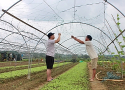 Giá rau tăng, làng rau La Hường mong một vụ Tết bội thu