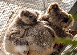 Hàng nghìn con gấu Koala bị chết do cháy rừng tại Australia