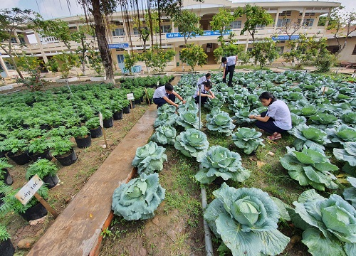 Độc đáo ngôi trường thầy trò trồng đầy bắp cải, rau, hoa