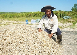 Nổi khổ nhà nông dịp Tết: Bán 6ha củ trắng lời 900 triệu vẫn...lo