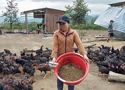 Nuôi gà bằng trứng ruồi, con nào cũng khỏe, tiền lời nhiều hơn