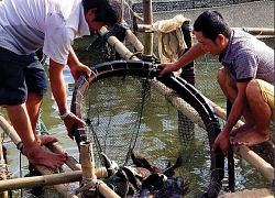 Ở đây dân nuôi toàn cá đặc sản, "găm hàng" giáp Tết bán cho đắt