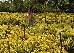 Thái Lan: Hoa cúc vàng nở rộ "mời gọi" du khách đến nông trại Mueng Pichai