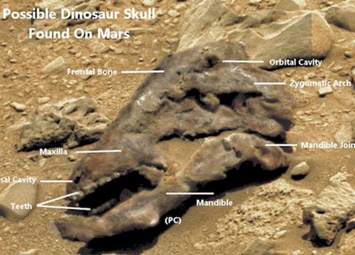 Vật thể lạ giống sọ khủng long được phát hiện trên sao Hỏa