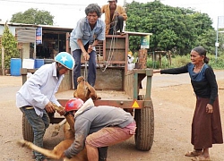 Hộ nghèo thêm khổ vì được cấp bò bệnh