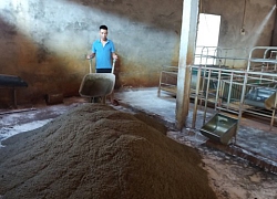 Bất chấp tái đàn, người nuôi lợn gặp "quả đắng"
