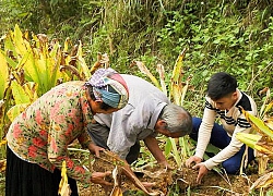 "Củ vàng" được mua giá cao, nông dân Bắc Kạn thoát nghèo
