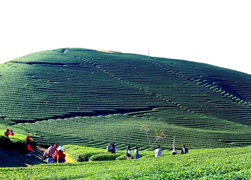 Hương sắc Mộc Châu