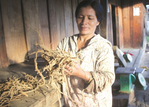 Đổi đời nhờ trồng thứ sâm trên rẫy, bán giá cao mà ít phải chăm