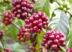 Giá cà phê hôm nay 2/1: Diễn biến trái chiều phiên đầu năm