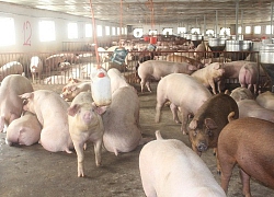 Giá heo hơi hôm nay 3/1: Miền Trung 88.000 đồng/kg, DN rục rịch tăng