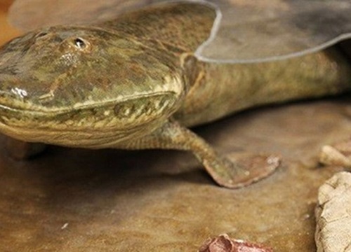 Loài cá cổ đại Tiktaalik roseae đã đi bộ trên mặt đất như thế nào?