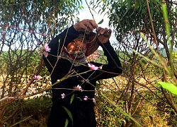 Nghệ An: Làng trồng hoa "ta" ", hoa "tây" đang "nín thở" ngóng trời