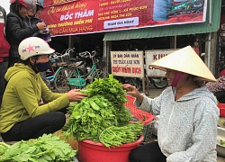 Nghệ An: Trồng rau cải ngồng non mơn mởn, thu lãi 7-8 triệu/sào