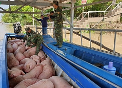 Sát Tết Nguyên đán, vận chuyển heo lậu qua biên giới chưa giảm