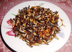 Về xứ Quảng thưởng thức mối đất