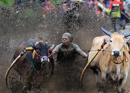 Cuộc đua bò truyền thống ở Indonesia