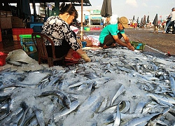 Lộc biển đầu năm: Ngộn ngộn cá tươi, cá hố bán 40-50 ngàn/ký