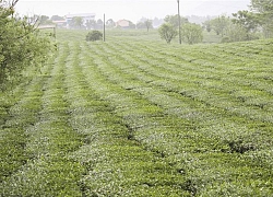 Những cánh đồng chè đầy thơ mộng ở Mộc Châu