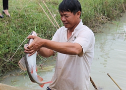 Nuôi loài cá quý hiếm vây đỏ như son ở ao đất, bán 300 ngàn/ký