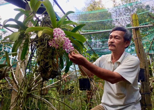 Ở đây trồng lan rừng thơm lừng, giò nghinh xuân giá hàng triệu đồng