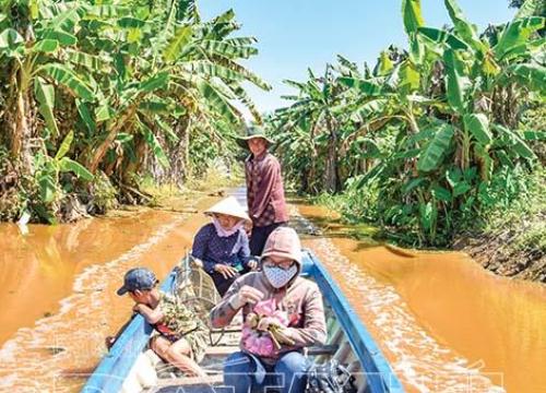 Tết về miệt ruộng Cà Mau cùng dân đi bắt lươn đồng to bự