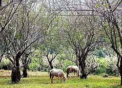 THÁC YANGBAY: Vùng đất huyền thoại