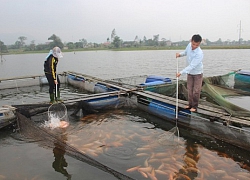 Thuê nước nuôi loài cá mình hồng tươi rói, lúc nào bán cũng chạy