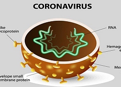 Viện virus học Vũ Hán liên quan đến 1 nhà khoa học Trung Quốc bị điều tra