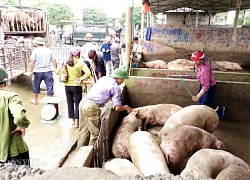 Giá heo hơi hôm nay 31/1: Dịch bệnh im ắng, &#8220;ông lớn&#8221; bán giá nào?