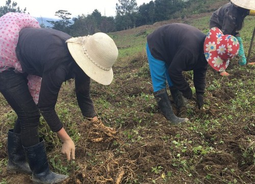 Những nông dân đổi đời nhờ trồng loài sâm quý ở vùng nước đắng