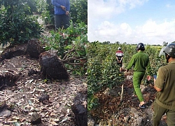 Truy bắt nhóm trộm tại &quot;thủ phủ&quot; mai vàng