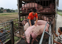 Giá heo hơi 'lao dốc'