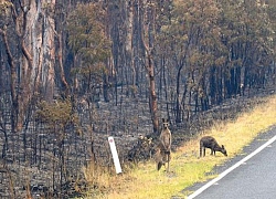 Ảnh: Đau đớn 'cái chết câm lặng' của hàng trăm triệu động vật trong cháy rừng Australia