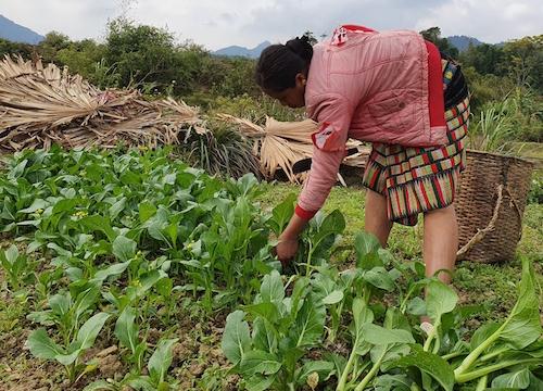 Đem rau "hiện đại" lên trồng đất núi, rau đã ngon bán lại đắt hàng