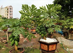 Đu đủ bonsai "giá đắt trên trời" có gì độc đáo lại đang hút khách mua chơi Tết?