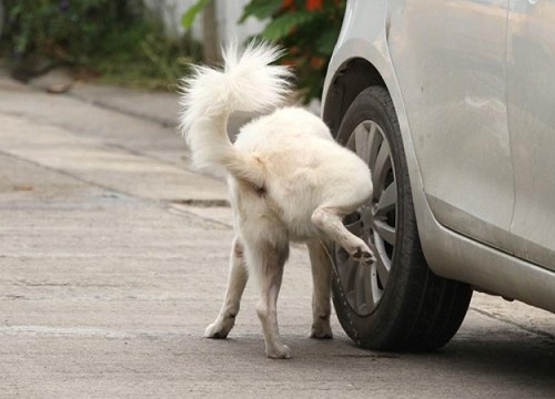 Hồn nhiên phóng uế ngay trên sân tập, "boss" bí ẩn khiến dàn "sen" cười nghiêng ngả, bị coi là điệp viên được cử đi quấy rối