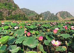 Mùa sen "lạ" nở giữa Đông thu hút giới trẻ