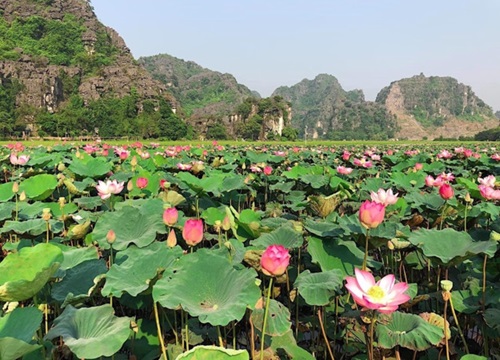 Mùa sen "lạ" nở giữa Đông thu hút giới trẻ