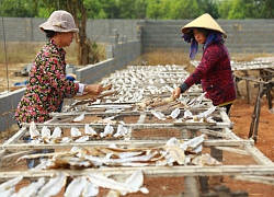 Nông dân Bà Rịa-Vũng Tàu thu &quot;trái ngọt&quot; sau 10 năm