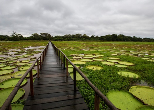 Sự thật thú vị về Pantanal, vùng nước ngập mặn lớn nhất thế giới