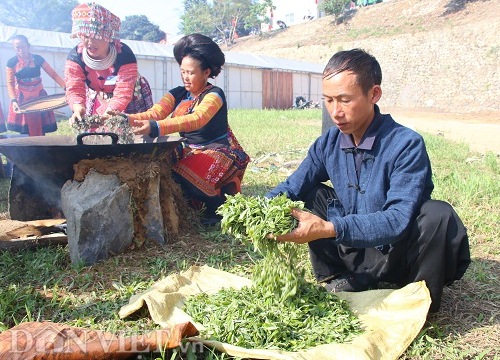 Trên đỉnh Tà Xùa quanh năm mây phủ "luyện" ra thứ chè thơm