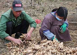 Trồng gừng dược liệu, dân "vùng đất khát" Cao Bằng khấm khá lên