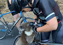 2 chàng trai cho gấu koala vào ôtô để thoát khỏi cháy rừng ở Australia