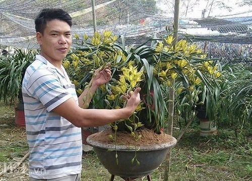 Cao thủ tiết lộ bí kíp chăm lan "giấc mộng vua Trần" nở đúng dịp Tết