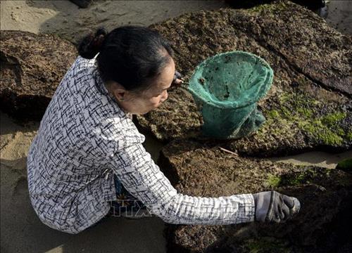 Dân chài Đà Nẵng ra biển cạo đá lấy thứ này phơi khô bán 3 triệu/kg