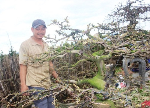 Dân thủ phủ mai vàng miền Trung dựng lều bán mai Tết "khủng"