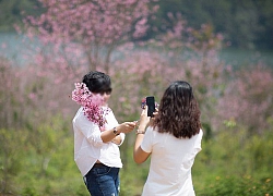 Dân tình đổ xô lên Đà Lạt ngắm mai anh đào, có người còn tiện thể... vác dao chặt cành hoa mang về khiến dân mạng bức xúc tột độ