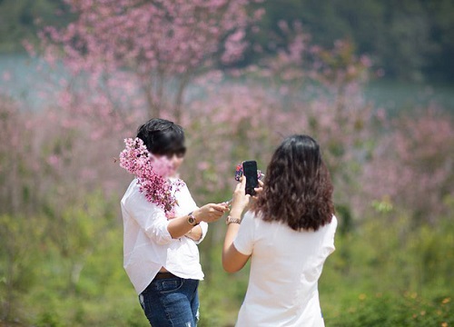 Dân tình đổ xô lên Đà Lạt ngắm mai anh đào, có người còn tiện thể... vác dao chặt cành hoa mang về khiến dân mạng bức xúc tột độ